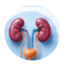 Urologist